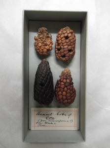 Ancient maize excavated from a tomb. Peru, South America. Manchester Museum Living Cultures collection. 2013.
